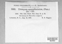 Uromyces appendiculatus image